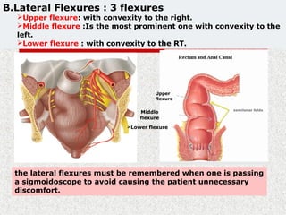 the lateral flexures must be remembered when one is passing
a sigmoidoscope to avoid causing the patient unnecessary
discomfort.
Upper
flexure
Middle
flexure
Lower flexure
B.Lateral Flexures : 3 flexures
Upper flexure: with convexity to the right.
Middle flexure :Is the most prominent one with convexity to the
left.
Lower flexure : with convexity to the RT.
 