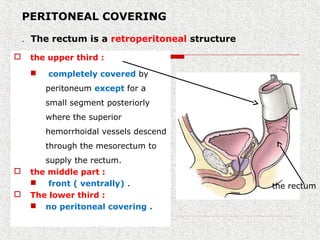 PERITONEAL COVERING
The rectum is a retroperitoneal structure.
 the upper third :
 completely covered by
peritoneum except for a
small segment posteriorly
where the superior
hemorrhoidal vessels descend
through the mesorectum to
supply the rectum.
 the middle part :
 front ( ventrally) .
 The lower third :
 no peritoneal covering .
the rectum
 