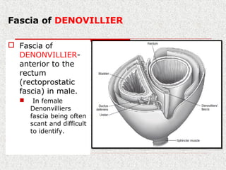 Fascia of DENOVILLIER
 Fascia of
DENONVILLIER-
anterior to the
rectum
(rectoprostatic
fascia) in male.
 In female
Denonvilliers
fascia being often
scant and difficult
to identify.
 
