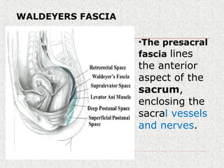 WALDEYERS FASCIA
•The presacral
fascia lines
the anterior
aspect of the
sacrum,
enclosing the
sacral vessels
and nerves.
 