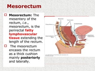 Mesorectum
 Mesorectum: The
mesentery of the
rectum, i.e.,
mesorectum, is the
perirectal fatty
lymphovascular
tissue extending the
length of the rectum.
 The mesorectum
encases the rectum
as a thick cushion
mainly posteriorly
and laterally.
 