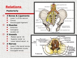 Relations
Posteriorly
 3 Bones & Ligaments
 Lower ½ of the sacrum
 Coccyx
 Anococcygeal ligament
 3 Muscles
 Piriformis
 Coccygeus
 Levator ani
 3 Vessels
 Median sacral VS
 Superior rectal vs
 Lower lateral sacral vs
 3 Nerves
 Lower 3 the sacral nerves
 the sympathetic trunks
 Coccygeal nerves
 