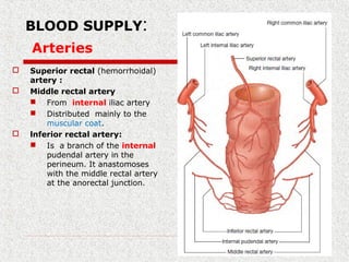 :BLOOD SUPPLY
Arteries
 Superior rectal (hemorrhoidal)
artery :
 Middle rectal artery
 From internal iliac artery
 Distributed mainly to the
muscular coat.
 lnferior rectal artery:
 Is a branch of the internal
pudendal artery in the
perineum. It anastomoses
with the middle rectal artery
at the anorectal junction.
 