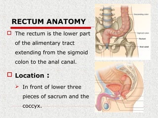 RECTUM ANATOMY
 The rectum is the lower part
of the alimentary tract
extending from the sigmoid
colon to the anal canal.
 Location :
 In front of lower three
pieces of sacrum and the
coccyx.
 