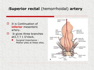 Superior rectal (hemorrhoidal) artery:
 It is Continuation of
inferior mesenteric
artery.
 It gives three branches
at3,7,'l 1 O'clock.
 Surgical importance :
Mother piles at these sites.
 
