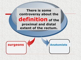There is some
controversy about the
definition of the
proximal and distal
extent of the rectum.
 