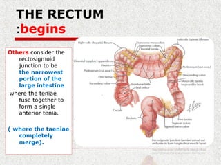 THE RECTUM
begins:
Others consider the
rectosigmoid
junction to be
the narrowest
portion of the
large intestine
where the teniae
fuse together to
form a single
anterior tenia.
( where the taeniae
completely
merge).
 