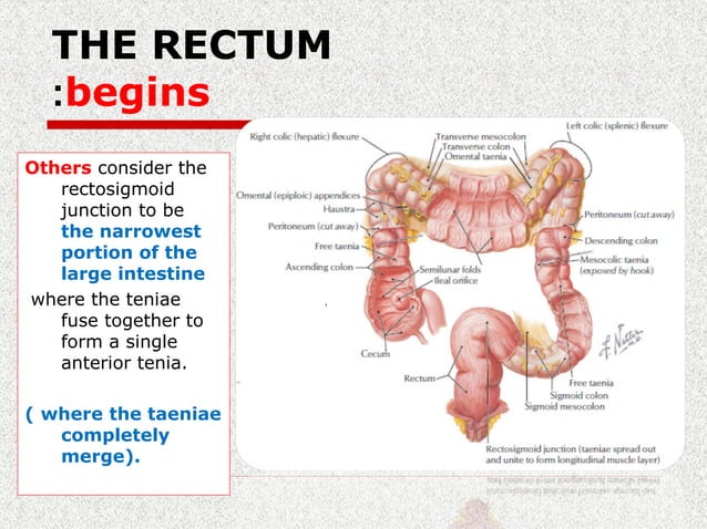 Surgical Rectal Anatomy PPT Surgical Rectal Anatomy PPT