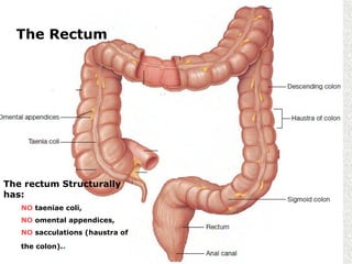 The Rectum
The rectum Structurally
has:
NO taeniae coli,
NO omental appendices,
NO sacculations (haustra of
the colon)..
 