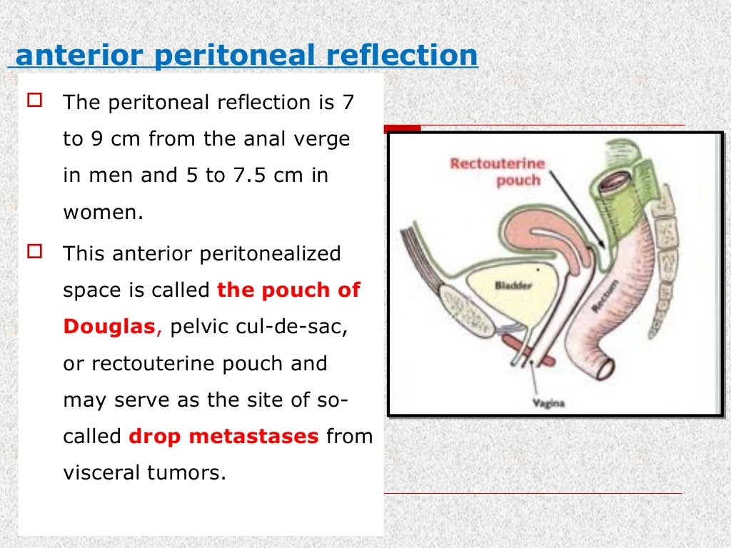Surgical rectal anatomy