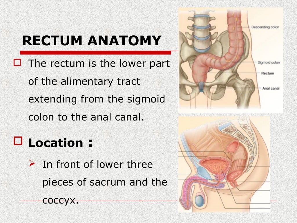 Surgical rectal anatomy