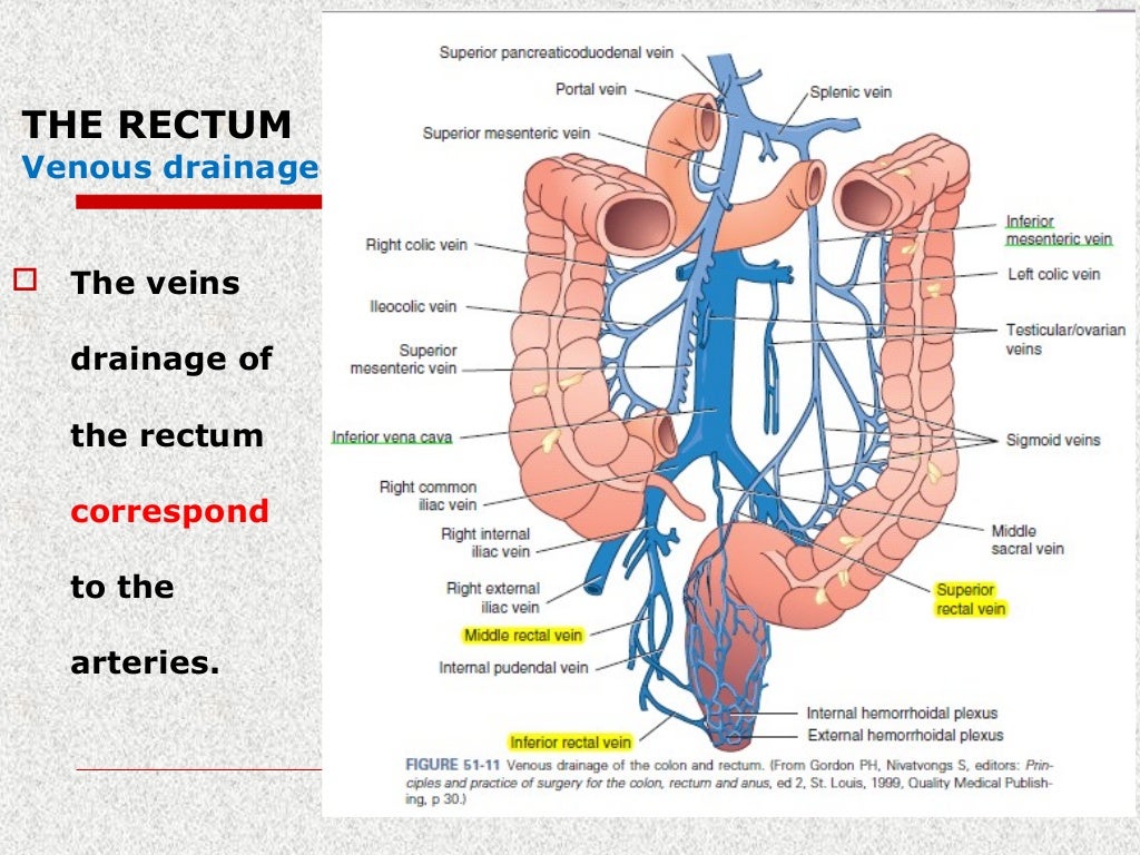 Surgical rectal anatomy