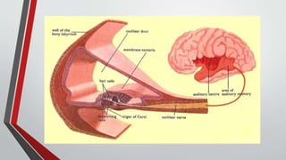 Cochlear Injection Routes Surgical technique of cochlear implant | PPTX