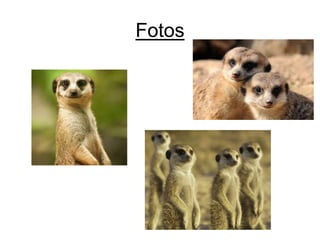 Fotos