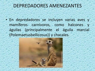 DEPREDADORES AMENEZANTES

• En depredadores se incluyen varias aves y
  mamíferos carnívoros, como halcones y
  águilas (principalmente el águila marcial
  (Polemaetusbellicosus)) y chacales.
 