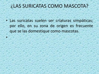 ¿LAS SURICATAS COMO MASCOTA?

• Las suricatas suelen ser criaturas simpáticas;
  por ello, en su zona de origen es frecuente
  que se las domestique como mascotas.
•
 