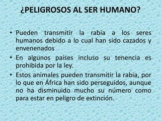 ¿PELIGROSOS AL SER HUMANO?

• Pueden transmitir la rabia a los seres
  humanos debido a lo cual han sido cazados y
  envenenados
• En algunos países incluso su tenencia es
  prohibida por la ley.
• Estos animales pueden transmitir la rabia, por
  lo que en África han sido perseguidos, aunque
  no ha disminuido mucho su número como
  para estar en peligro de extinción.
 