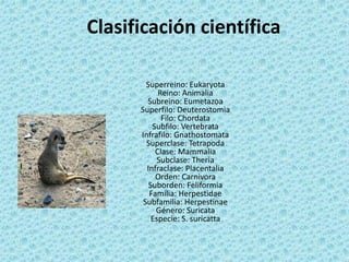 Clasificación científica

        Superreino: Eukaryota
            Reino: Animalia
        Subreino: Eumetazoa
      Superfilo: Deuterostomia
             Filo: Chordata
          Subfilo: Vertebrata
      Infrafilo: Gnathostomata
        Superclase: Tetrapoda
           Clase: Mammalia
            Subclase: Theria
        Infraclase: Placentalia
           Orden: Carnivora
         Suborden: Feliformia
         Familia: Herpestidae
       Subfamilia: Herpestinae
           Género: Suricata
          Especie: S. suricatta
 