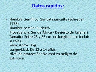 Datos rápidos:

• Nombre científico: Suricatasuricatta (Schreber,
  1776)
  Nombre común: Suricato
  Procedencia: Sur de África / Desierto de Kalahari
  Tamaño: Entre 25 y 35 cm. de longitud (sin incluir
  la cola).
  Peso: Aprox. 1kg.
  Longevidad: De 12 a 14 años
  Nivel de protección: No está en peligro de
  extinción.
 