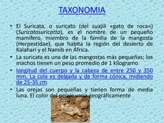 TAXONOMIA
• El Suricata, o suricato (del suajili «gato de roca»)
  (Suricatasuricatta), es el nombre de un pequeño
  mamífero, miembro de la familia de la mangosta
  (Herpestidae), que habita la región del desierto de
  Kalahari y el Namib en África.
• La suricata es una de las mangostas más pequeñas; los
  machos tienen un peso promedio de 1 kilogramo
• longitud del cuerpo y la cabeza de entre 250 y 350
  mm. La cola es delgada y de forma cónica, midiendo
  de 25-35 cm
• Las orejas son pequeñas y tienen forma de media
  luna. El color del pelaje varía geográficamente
 