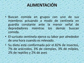ALIMENTACIÓN

• Buscan comida en grupos con uno de sus
  miembros actuando a modo de centinela en
  guardia constante ante la menor señal de
  depredadores mientras los demás buscan
  comida.
• El suricato centinela ejerce su labor por alrededor
  de una hora cuando es relevado.
• Su dieta está conformada por el 82% de insectos,
  7% de arácnidos, 3% de ciempies, 3% de milpies,
  2% de reptiles y 2% de aves
 