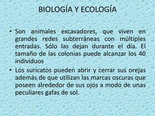 BIOLOGÍA Y ECOLOGÍA

• Son animales excavadores, que viven en
  grandes redes subterráneas con múltiples
  entradas. Sólo las dejan durante el día. El
  tamaño de las colonias puede alcanzar los 40
  individuos
• Los suricatos pueden abrir y cerrar sus orejas
  además de que utilizan las marcas oscuras que
  poseen alrededor de sus ojos a modo de unas
  peculiares gafas de sol.
 