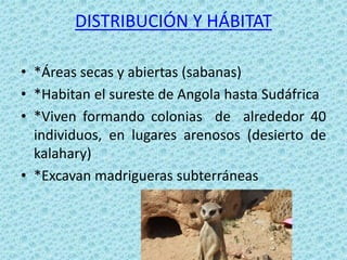 DISTRIBUCIÓN Y HÁBITAT

• *Áreas secas y abiertas (sabanas)
• *Habitan el sureste de Angola hasta Sudáfrica
• *Viven formando colonias de alrededor 40
  individuos, en lugares arenosos (desierto de
  kalahary)
• *Excavan madrigueras subterráneas
 