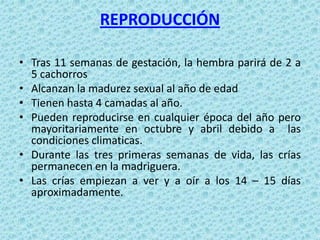 REPRODUCCIÓN

• Tras 11 semanas de gestación, la hembra parirá de 2 a
  5 cachorros
• Alcanzan la madurez sexual al año de edad
• Tienen hasta 4 camadas al año.
• Pueden reproducirse en cualquier época del año pero
  mayoritariamente en octubre y abril debido a las
  condiciones climaticas.
• Durante las tres primeras semanas de vida, las crías
  permanecen en la madriguera.
• Las crías empiezan a ver y a oír a los 14 – 15 días
  aproximadamente.
 