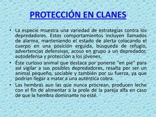 PROTECCIÓN EN CLANES
• La especie muestra una variedad de estrategias contra los
  depredadores. Estos comportamientos incluyen llamados
  de alarma, manteniendo el estado de alerta colocando el
  cuerpo en una posición erguida, búsqueda de refugio,
  advertencias defensivas, acoso en grupo a un depredador,
  autodefensa y protección a los jóvenes.
• Éste curioso animal que destaca por ponerse “en pie” para
  así vigilar a sus posibles depredadores, resalta por ser un
  animal pequeño, sociable y también por su fuerza, ya que
  podrían llegar a matar a una auténtica cobra.
• Las hembras aun las que nunca procrean, producen leche
  con el fin de alimentar a la prole de la pareja alfa en caso
  de que la hembra dominante no esté.
 