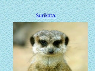 Surikata:
 