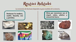 Recursos Naturales
La economía de Surinam depende en gran medida de la minería.
Destacan la madera,
caolín, bauxita, oro
y petróleo.
Caolín
Bauxita
Oro


Otros por mencionar son el
níquel, cobre, platino y
mineral de hierro.
Níquel
cobre
Platino
Mineral de
hierro
 