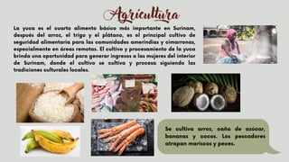 Agrícultura
Se cultiva arroz, caña de azúcar,
bananas y cocos. Los pescadores
atrapan mariscos y peces.


La yuca es el cuarto alimento básico más importante en Surinam,
después del arroz, el trigo y el plátano, es el principal cultivo de
seguridad alimentaria para las comunidades amerindias y cimarronas,
especialmente en áreas remotas. El cultivo y procesamiento de la yuca
brinda una oportunidad para generar ingresos a las mujeres del interior
de Surinam, donde el cultivo se cultiva y procesa siguiendo las
tradiciones culturales locales.




 