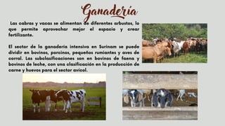 Ganadería
Las cabras y vacas se alimentan de diferentes arbustos, lo
que permite aprovechar mejor el espacio y crear
fertilizante.
El sector de la ganadería intensiva en Surinam se puede
dividir en bovinos, porcinos, pequeños rumiantes y aves de
corral. Las subclasificaciones son en bovinos de faena y
bovinos de leche, con una clasificación en la producción de
carne y huevos para el sector avícol.
 