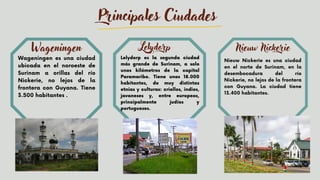 Principales Ciudades
Lelydorp es la segunda ciudad
más grande de Surinam, a solo
unos kilómetros de la capital
Paramaribo. Tiene unos 18.000
habitantes, de muy distintas
etnias y culturas: criollos, indios,
javaneses y, entre europeos,
principalmente judíos y
portugueses.
Lelydorp
Nieuw Nickerie es una ciudad
en el norte de Surinam, en la
desembocadura del río
Nickerie, no lejos de la frontera
con Guyana. La ciudad tiene
13.400 habitantes.
Nieuw Nickerie
Wageningen es una ciudad
ubicada en el noroeste de
Surinam a orillas del río
Nickerie, no lejos de la
frontera con Guyana. Tiene
3.500 habitantes .
Wageningen
 