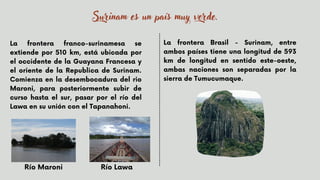 La frontera franco-surinamesa se
extiende por 510 km, está ubicada por
el occidente de la Guayana Francesa y
el oriente de la Republica de Surinam.
Comienza en la desembocadura del rio
Maroni, para posteriormente subir de
curso hasta el sur, pasar por el río del
Lawa en su unión con el Tapanahoni.


Surinam es un país muy verde.
La frontera Brasil - Surinam, entre
ambos países tiene una longitud de 593
km de longitud en sentido este-oeste,
ambas naciones son separadas por la
sierra de Tumucumaque.
Río Maroni Río Lawa
 