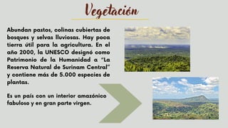 Vegetación
Abundan pastos, colinas cubiertas de
bosques y selvas lluviosas. Hay poca
tierra útil para la agricultura. En el
año 2000, la UNESCO designó como
Patrimonio de la Humanidad a “La
Reserva Natural de Surinam Central”
y contiene más de 5.000 especies de
plantas.
Es un país con un interior amazónico
fabuloso y en gran parte virgen.
 