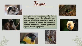 Fauna


La región posee una espectacular fauna
que incluye aves de plumaje muy
colorido y brillante, mamíferos como el
tapir, ocelotes y monos. Se encuentran
también armadillos, nutrias, perezosos,
tapires, ciervos y jaguares.
 