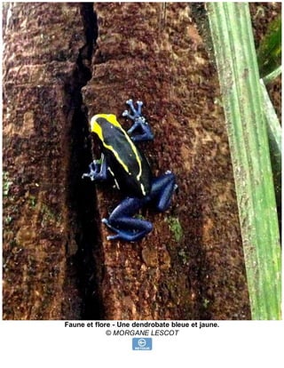 Faune et flore - Une dendrobate bleue et jaune.
© MORGANE LESCOT
 