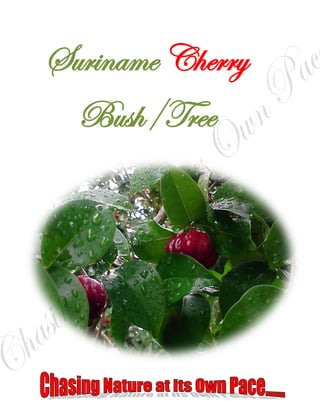 Suriname Cherry
  Bush/Tree
 