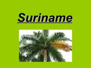 SurinameSuriname
 