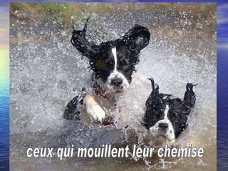 ceux qui mouillent leur chemise 