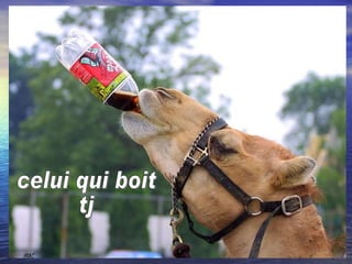 celui qui boit  tj 