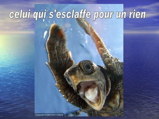 celui qui s'esclaffe pour un rien 