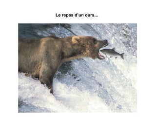 Le repas d’un ours... 