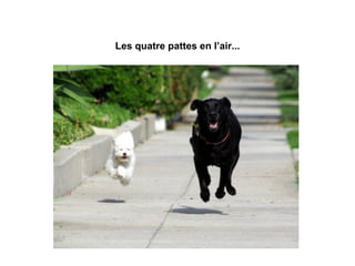 Les quatre pattes en l’air... 