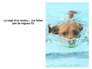 La nage d’un toutou… (ne faites pas de vagues !!!) 