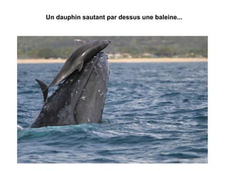 Un dauphin sautant par dessus une baleine... 