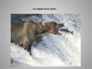 Le repas d’un ours...