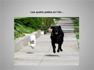 Les quatre pattes en l’air...