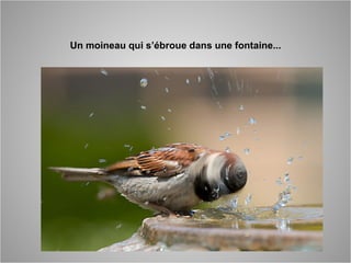 Un moineau qui s’ébroue dans une fontaine...